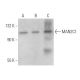 MAN2C1 Antibody (G-8) - Western Blotting - Image 365443