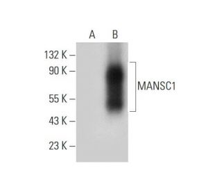 MANSC1 Antibody (D-4) - Western Blotting - Image 314115