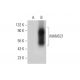 MANSC1 Antibody (D-4) - Western Blotting - Image 314115