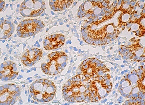 maoページ Anti-Monoamine Oxidase A/MAO-A antibody [EPR7101] (ab126751