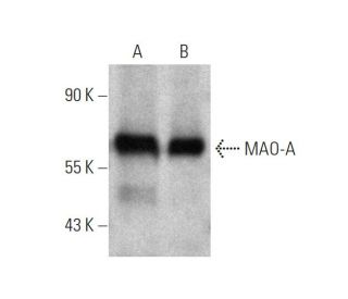 western blotting image from recommended MAO-A (G-10) monoclonal antibody replacement. Image 346625