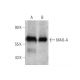 western blotting image from recommended MAO-A (G-10) monoclonal antibody replacement. Image 346625