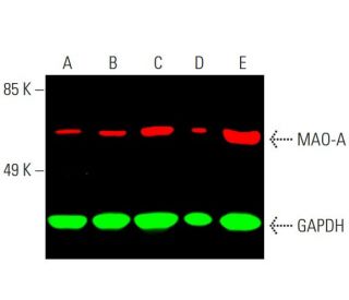 MAO-A Antibody (G-10) - Western Blotting - Image 387576