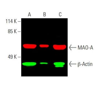 MAO-A Antibody (G-10) - Western Blotting - Image 387575