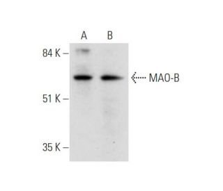 western blotting image from recommended MAO-B (D-6) monoclonal antibody replacement. Image 345981