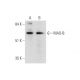 western blotting image from recommended MAO-B (D-6) monoclonal antibody replacement. Image 345981