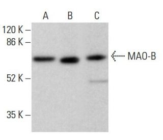MAO-B Antibody (B-8) - Western Blotting - Image 379515