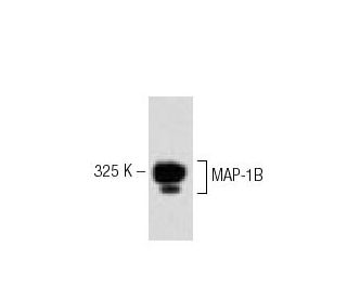 MAP-1B Antibody (6) - Western Blotting - Image 60192