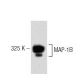 MAP-1B Antibody (6) - Western Blotting - Image 60192