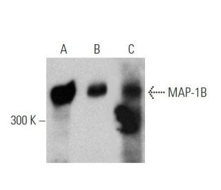 western blotting image from recommended MAP-1B (H-8) monoclonal antibody replacement. Image 356269