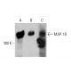 western blotting image from recommended MAP-1B (H-8) monoclonal antibody replacement. Image 356269