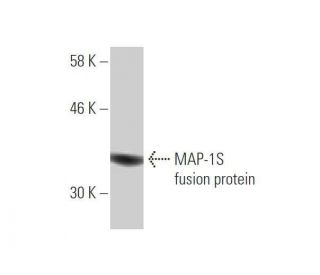 MAP-1S Antibody (4H2) - Western Blotting - Image 349593 