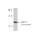 MAP-1S Antibody (4H2) - Western Blotting - Image 349593 