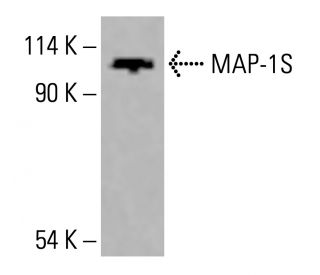 MAP-1S Antibody (4H2) - Western Blotting - Image 416128 