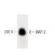 MAP-2 Antibody (18) - Western Blotting - Image 60355 