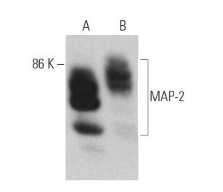 MAP-2 Antibody (C-2) - Western Blotting - Image 374714 