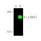 western blotting image from recommended MAP-2 (A-4) monoclonal antibody replacement. Image 374293