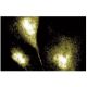 MAP-4 Antibody (18) - Immunofluorescence - Image 60636 
