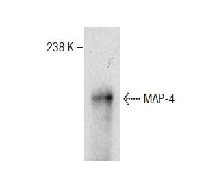 MAP-4 Antibody (18) - Western Blotting - Image 283839 