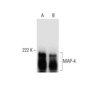 MAP-4 Antibody (A-3) - Western Blotting - Image 294499 