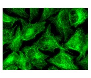 MAP-4 Antibody (E-1) - Immunofluorescence - Image 143139 