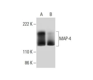MAP-4 Antibody (F-5) - Western Blotting - Image 294498 