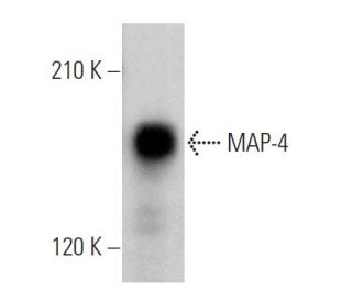 MAP-4 Antibody (G-10) - Western Blotting - Image 367443 