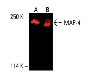 MAP-4 Antibody (G-10) - Western Blotting - Image 404848 