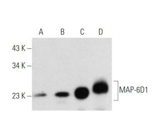 MAP-6D1 Antibody (F-6) - Western Blotting - Image 345979 