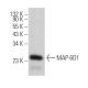 MAP-6D1 Antibody (F-6) - Western Blotting - Image 371077