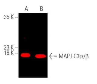 LC3A/LC3B Antibody (G-4) | SCBT - Santa Cruz Biotechnology