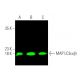This polyclonal antibody has been discontinued. See our recommended <a href="map-lc3alpha-beta-antibody-g-4">LC3A/LC3B (G-4)</a> monoclonal antibody (sample data shown). western blotting image from recommended LC3A/LC3B (G-4) monoclonal antibody replacement. Image 374248