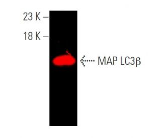 123456様 anti-lc3b-antibody-