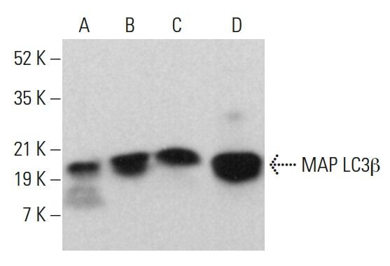 LC3B Antibody (G-2) | SCBT - Santa Cruz Biotechnology