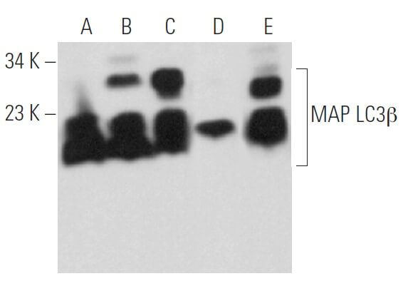 LC3B Antibody (G-9) | SCBT - Santa Cruz Biotechnology