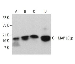 western blotting image from recommended LC3B (G-2) monoclonal antibody replacement. Image 380263