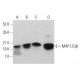 western blotting image from recommended LC3B (G-2) monoclonal antibody replacement. Image 380263