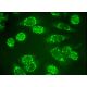 MAP1D Antibody (B-8) - Immunofluorescence - Image 384219 