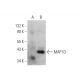 MAP1D Antibody (B-8) - Western Blotting - Image 344279