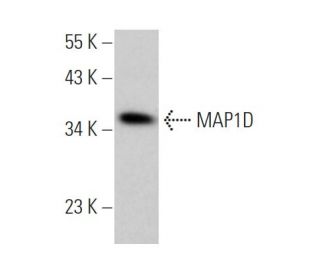 MAP1D Antibody (B-8) - Western Blotting - Image 371618 