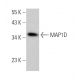 MAP1D Antibody (B-8) - Western Blotting - Image 371618 