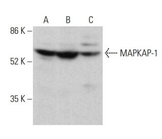 MAPKAP-1 Antibody (F-3) - Western Blotting - Image 375446 