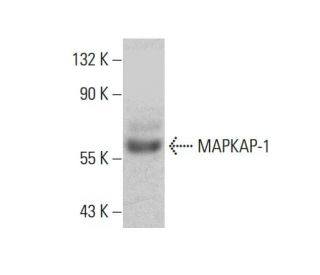 MAPKAP-1 Antibody (F-3) - Western Blotting - Image 384503The Double Nickase Plasmid features a U6 promoter for sgRNA expression, a 20 nt targeting sequence, and a gRNA scaffold to guide Cas9n. It includes a CBh promoter for Cas9n (D10A) and puromycin resistance, GFP for transfection verification, and nuclear localization signals (NLS). The 2A peptide allows co-expression of Cas9n and Puro from a single promoter, enabling precise genome editing with reduced off-target effects. 