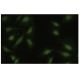MAPKAPK-2 Antibody (35-I) - Immunofluorescence - Image 35551