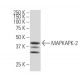 MAPKAPK-2 Antibody (35-I) - Western Blotting - Image 33769 