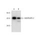 MAPKAPK-2 Antibody (A-11) - Western Blotting - Image 296978