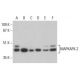 MAPKAPK-2 Antibody (A-11) - Western Blotting - Image 395742 