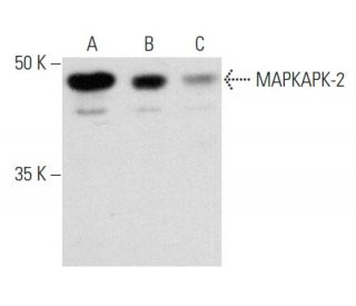 western blotting image from recommended MAPKAPK-2 (A-11) monoclonal antibody replacement. Image 356974