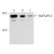 Este anticuerpo policlonal ha dejado de fabricarse. Consulta nuestro anticuerpo monoclonal recomendado <a href="mapkapk-2-antibody-a-11">MAPKAPK-2 (A-11)</a> (se muestran datos de muestra). western blotting image from recommended MAPKAPK-2 (A-11) monoclonal antibody replacement. Image 356974