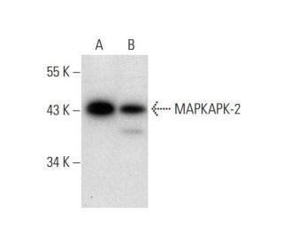 MAPKAPK-2 Antibody (A-11) - Western Blotting - Image 296978
